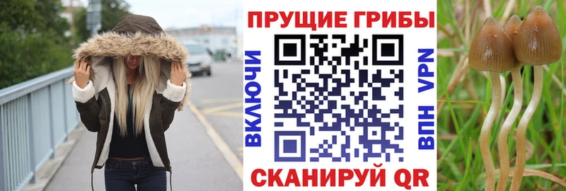 Псилоцибиновые грибы Cubensis  это как зайти  Коркино 